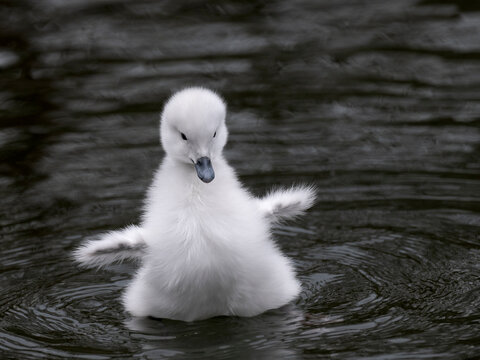 schwarthalsschwank&uuml;ken schwimmend auf dem Teich