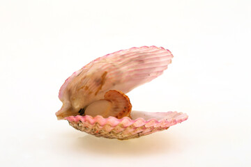 Cooked scallops on a white background