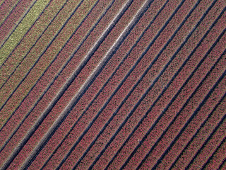Aerial view Tulip field