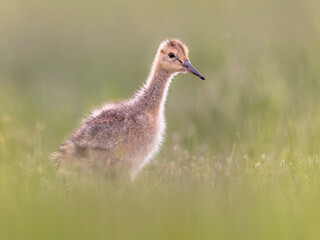 Black tailed Godwit chick