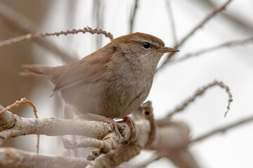 Cettis warbler on branch