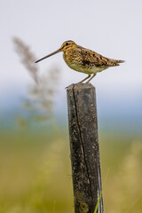 Common snipe sitting on pole in wetland