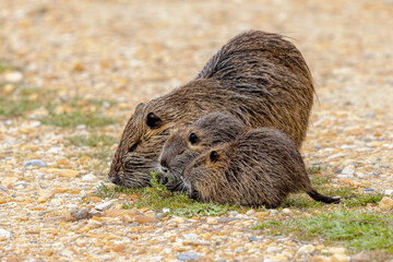 Nutria aquatic rodent with young