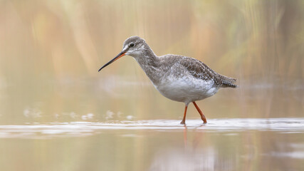 Spotted redshank foraging in shallow water