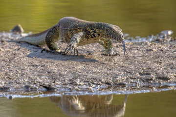 Water monitor on shore of pond
