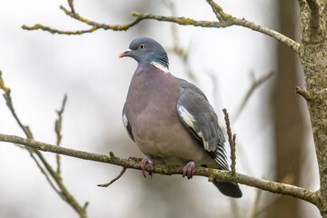 Wood pigeon perched on branch