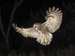 tawny owl flying in the night