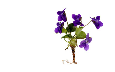 Fototapeta na wymiar Veilchen Viola