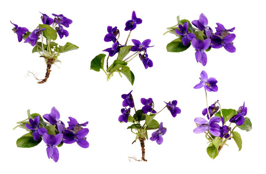 Veilchen Viola