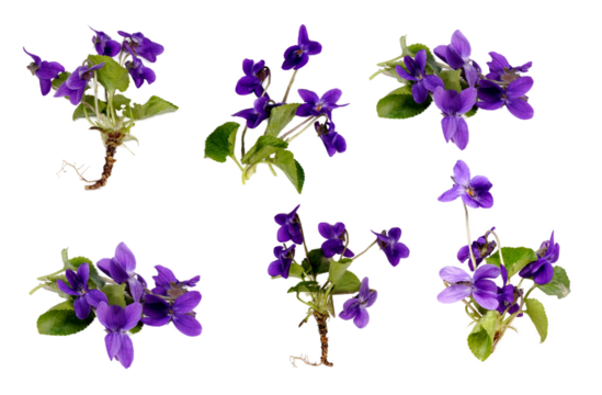 Veilchen Viola
