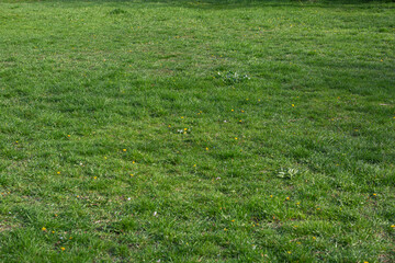 Juicy green grass in the park. Spring field.
