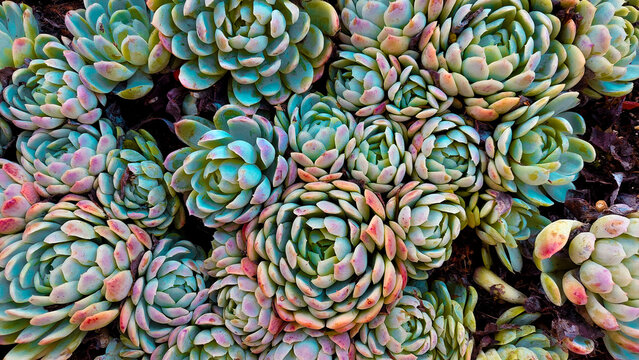 Colorful Succulents