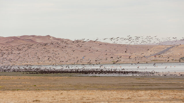 Herd of birds flying on the seashore next to the Paracas desert Peru