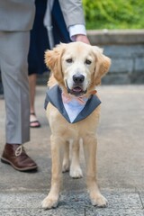 Dog dressed up with pink bowtie and doggie suit for wedding day. Wearing dog collar costume.