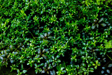 dark green leaves of native bacopa monnieri evergreen vines wallpaper, earth day