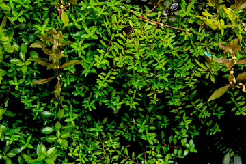 dark green leaves of native ludwigia arcuata evergreen vines, earth day