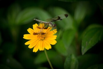 A blue net-winged insect sitting on a   Cosmos flower