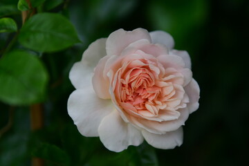 Closeup of a beautiful garden rose.