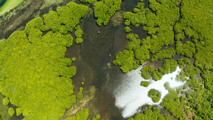 Aerial view green ecology mangrove nature tropical rainforest to the bay of sea. Mangrove landscape. Siargao,Philippines.