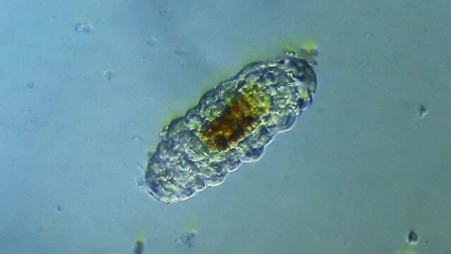 Tardigrade microorganism viewed under microscope