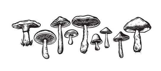 Mushrooms set hand drawn illustrations, vector.