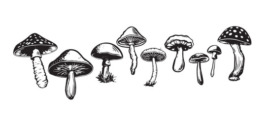 Mushrooms set hand drawn illustrations, vector.