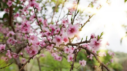 Pink Peach tree flower blossom in the countryside during Spring season