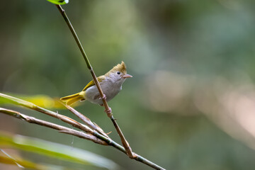White-bellied erpornis or Erpornis zantholeuca observed in Rongtong in India