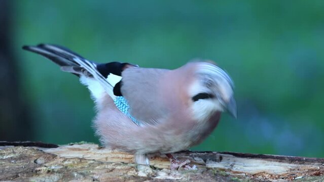 Eichelh&auml;her (Garrulus glandarius) 