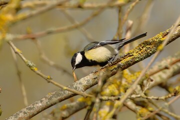 Mésange Charbonnière avec son repas 