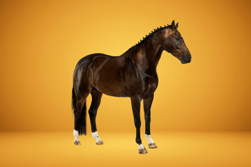 Fototapeta na wymiar Mixed Breed Horse Stock Images