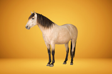 Obraz na płótnie Canvas Mixed Breed Horse Stock Images