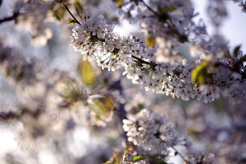Fleur blanche cerisier arbre fruitier printemps vergers coucher de soleil