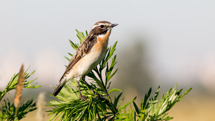 Naklejka premium bird on the grass