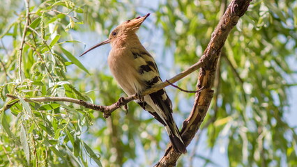 red billed hornbill