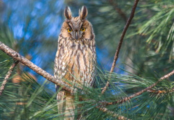 owl