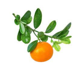 Branch of tangerine orange fruits with green leaves isolated on white background.