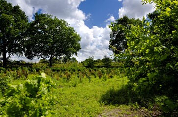 Fototapeta premium Young trees with dramatic clouds in background