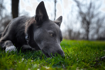 A gray dog with white spots sniffs the grass in the park