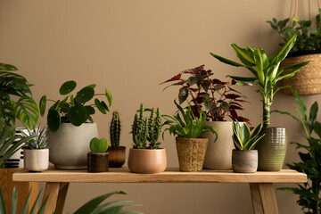 Creative composition of living room interior with plants in flowerpots, wooden bench, cacti, brown wall and personal accessories. Home decor. Template.