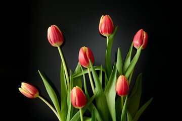 Bouquet of red tulips with green leaves isolated on a black background.