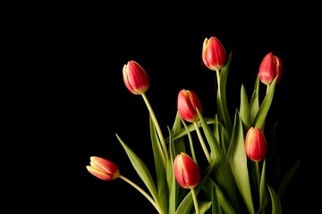 Bouquet of red tulips with green leaves isolated on a black background.