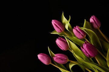 Obraz premium Bouquet of purple tulips with green leaves isolated on a black background.