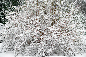 Winter background of trees and branches covered with snow. Snowing day, cold winter weather outdoors, landscape concept. Selective focus.