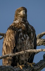 Vertical shot of a beautiful juvenile bald eagle on a branch