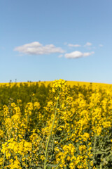 Landscape of a field of yellow rape or canola flowers,