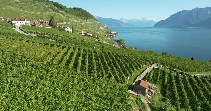 aerial view of the terraced vineyards in switzerland