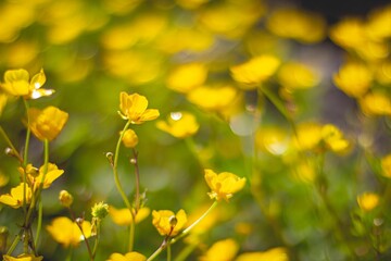 Wild yellow flowers in a filed