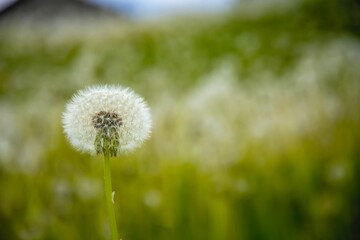 Selective focus of a dandelion in a field