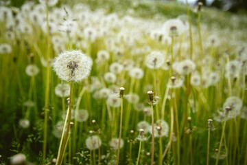 Dandelions in a field
